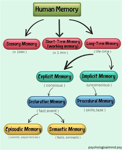 memory slots compared to human body|The human memory—facts and information .